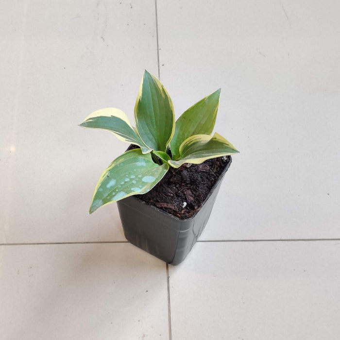 Hosta "Autumn Frost plants 8.5 cm pot