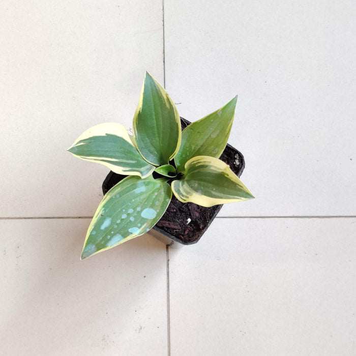 Hosta "Autumn Frost plants 8.5 cm pot