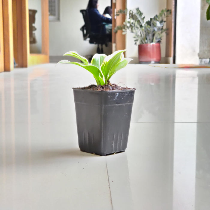 Hosta "Autumn Frost plants 8.5 cm pot