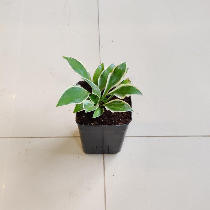 Hosta Marginata White’ Phants 8.5 cm pot
