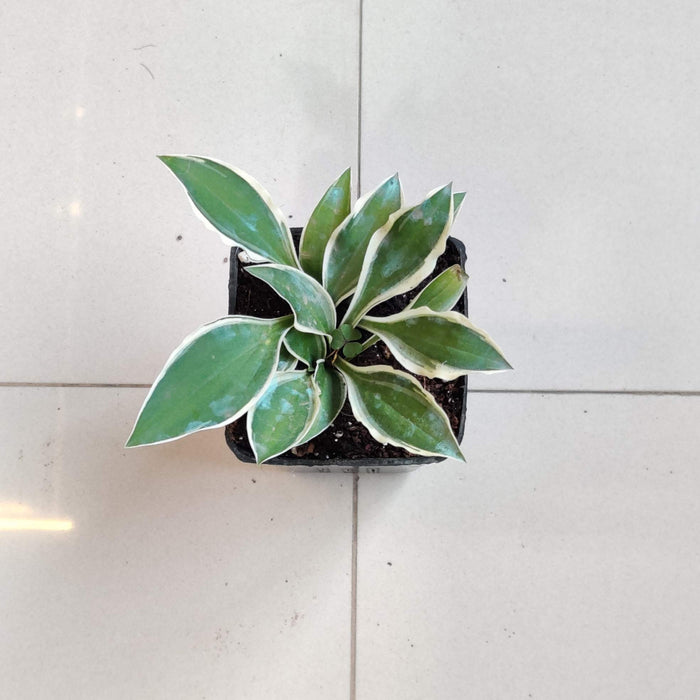 Hosta Marginata White’ Phants 8.5 cm pot