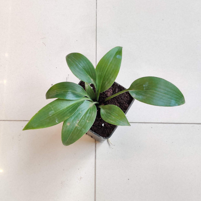 Hosta Halncyon Phants 8.5 cm pot