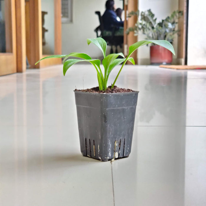 Hosta Halncyon Phants 8.5 cm pot