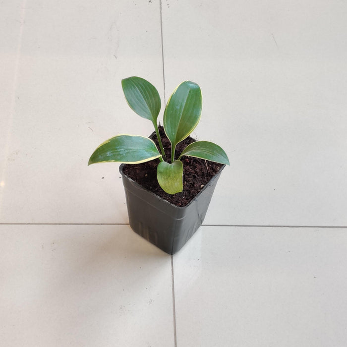 Hosta  Phants 8.5 cm pot