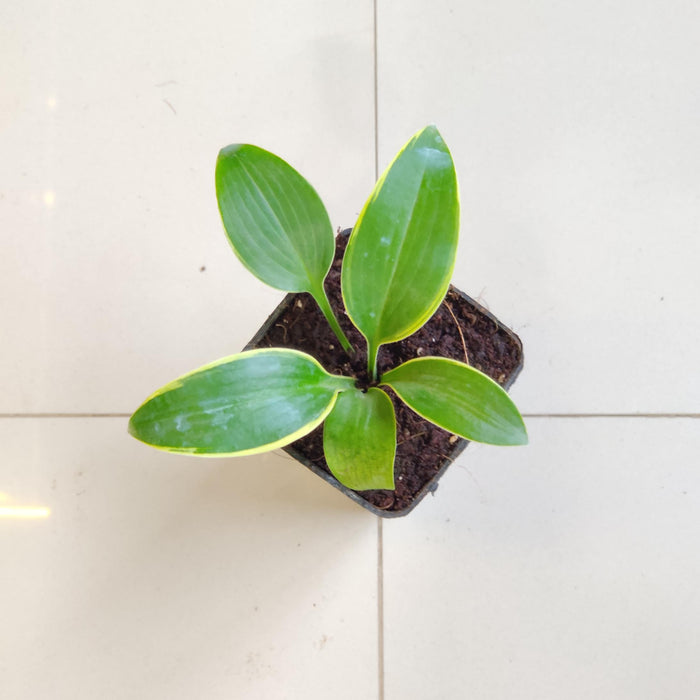 Hosta  Phants 8.5 cm pot