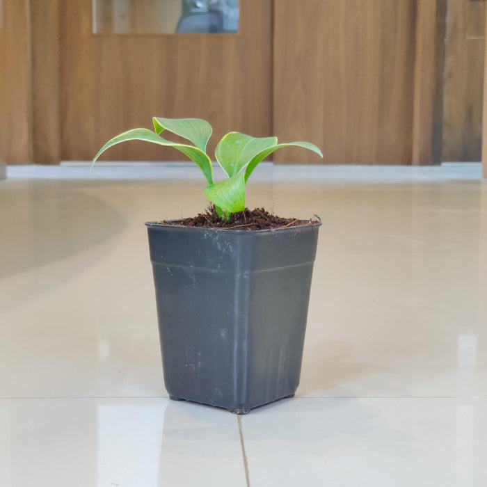 Hosta  Phants 8.5 cm pot