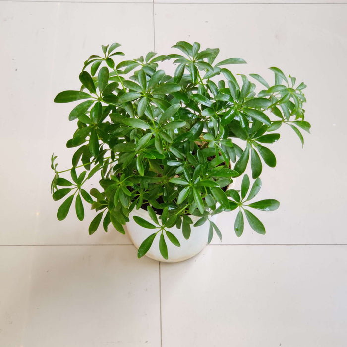 Schefflera Plant 13.5 cm pot