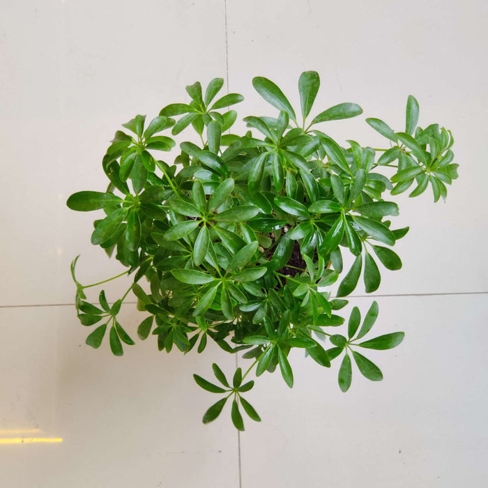 Schefflera Plant 13.5 cm pot