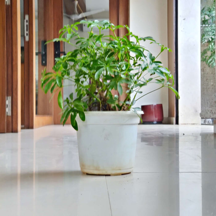 Schefflera Plant 13.5 cm pot