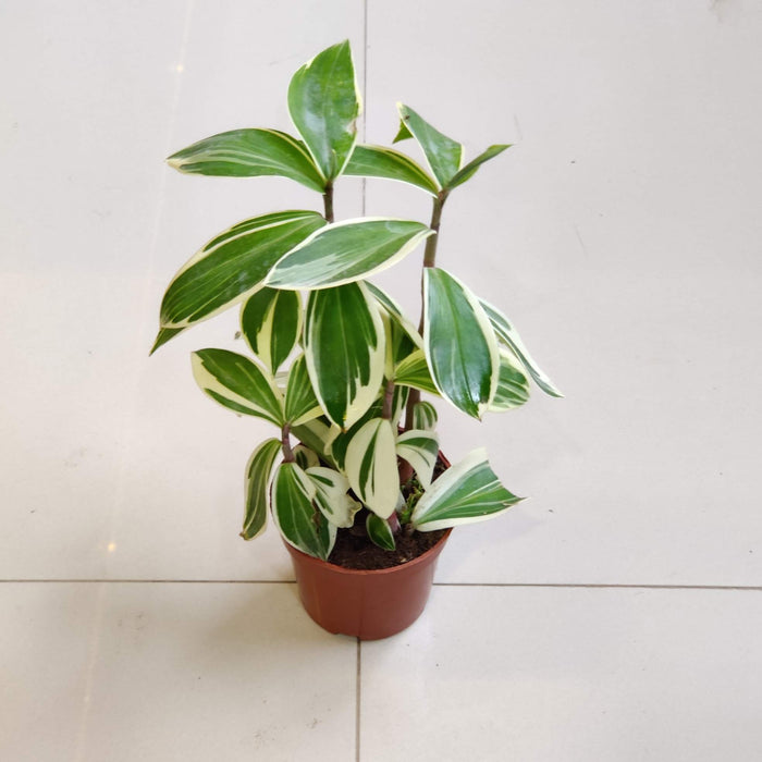 Tradescantia Fluminensis 10 cm pot
