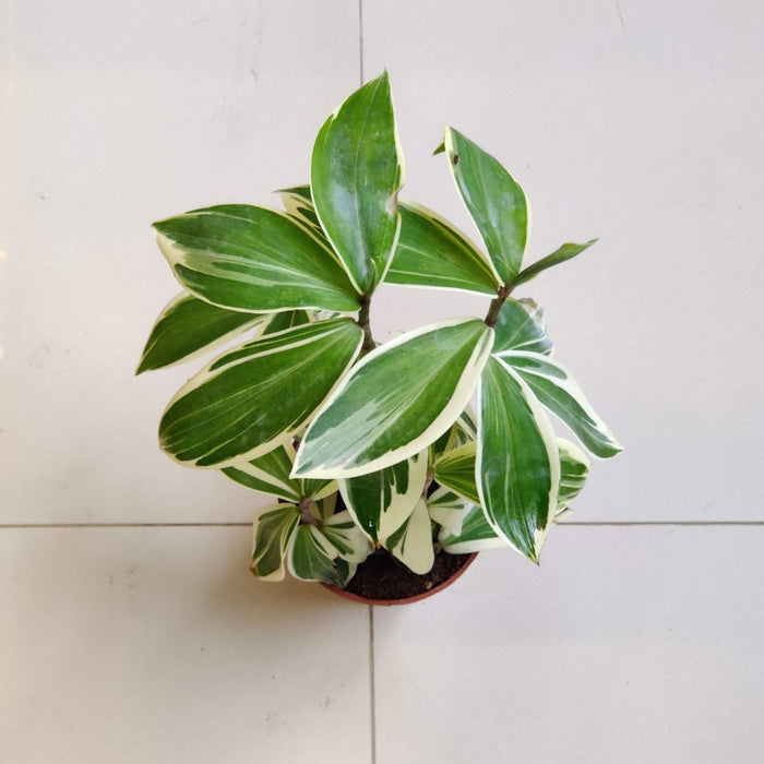 Tradescantia Fluminensis 10 cm pot