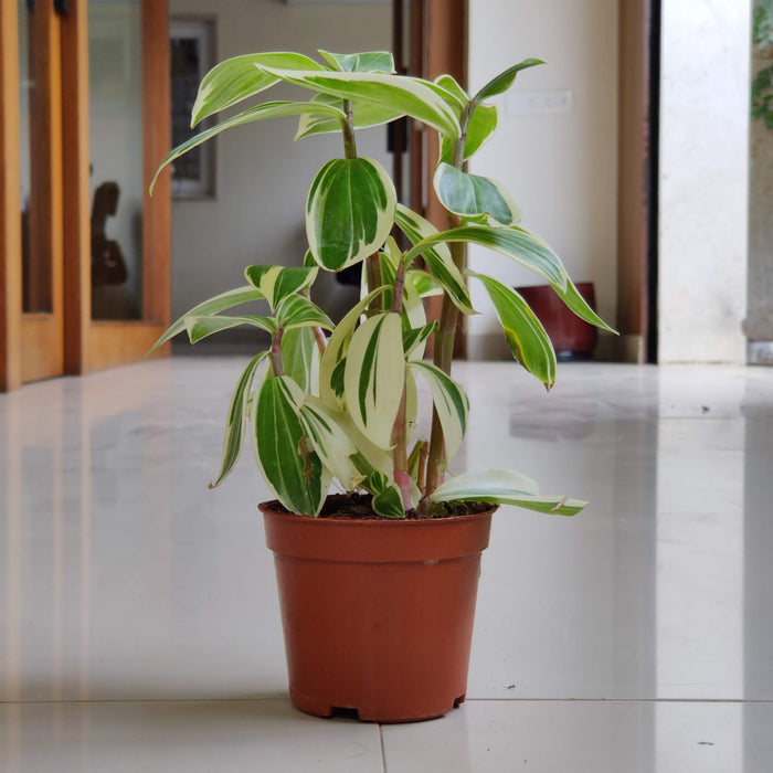 Tradescantia Fluminensis 10 cm pot