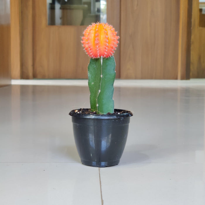 Grafted Orange Cactus 8.5 cm pot