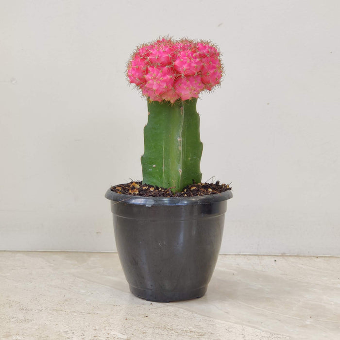 Grafted Pink Cactus 8.5 cm pot