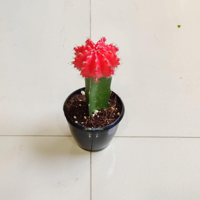 Grafted Red Cactus 8.5 cm pot