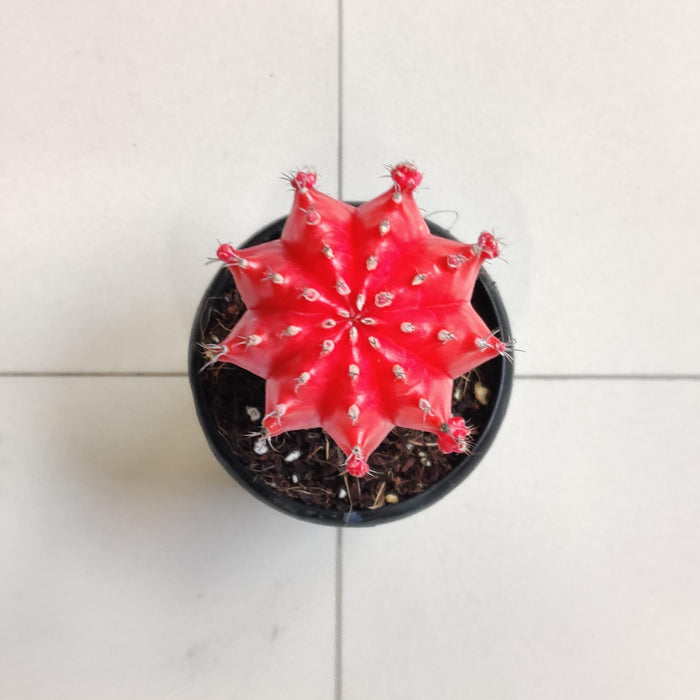 Grafted Red Cactus 8.5 cm pot