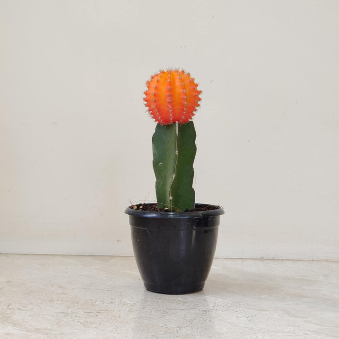 Grafted Orange Cactus 8.5 cm pot