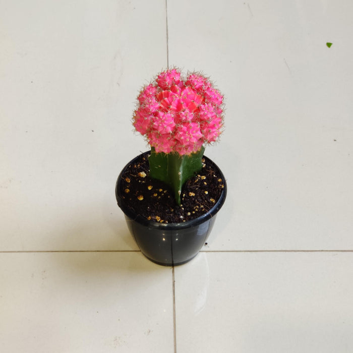 Grafted Pink Cactus 8.5 cm pot