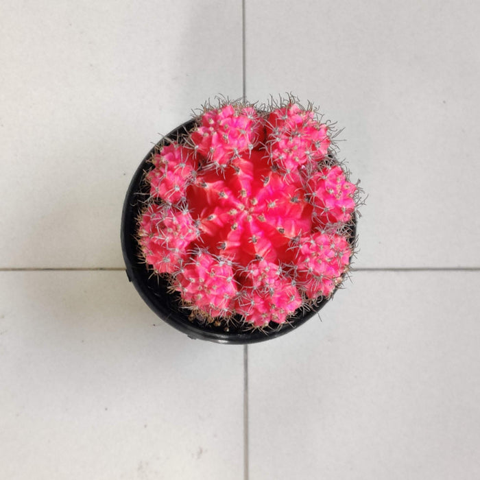 Grafted Pink Cactus 8.5 cm pot