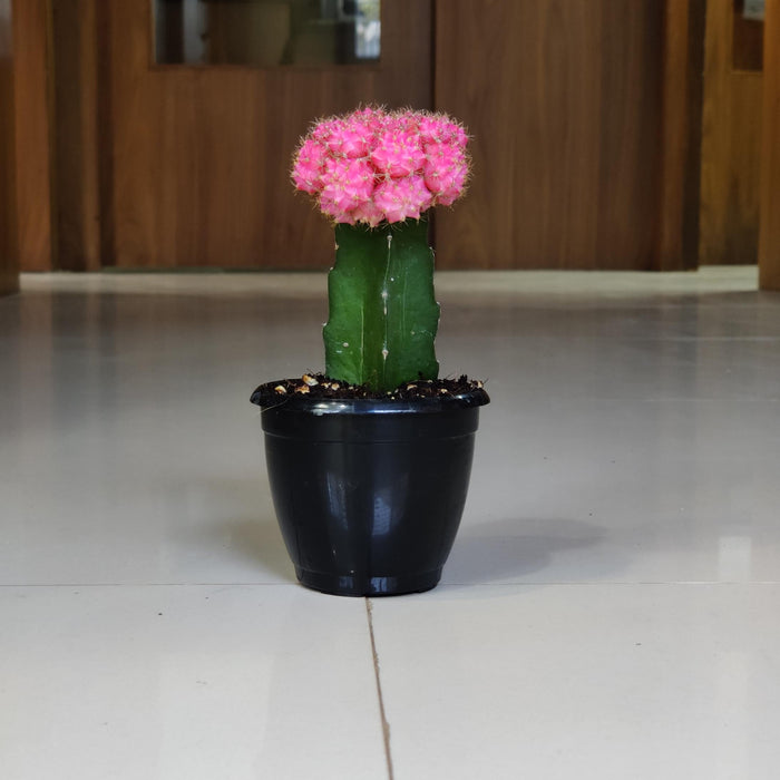 Grafted Pink Cactus 8.5 cm pot