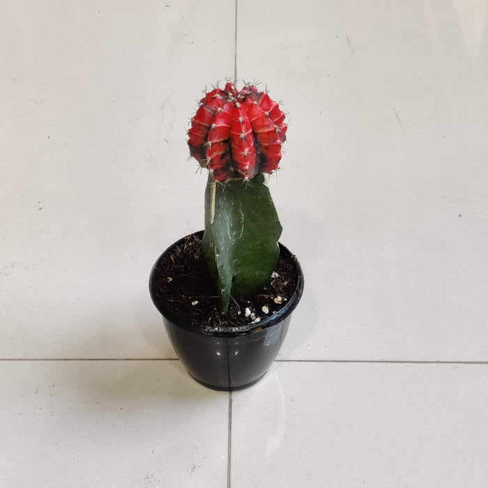 Grafted Red and Black Cactus 8.5 cm pot