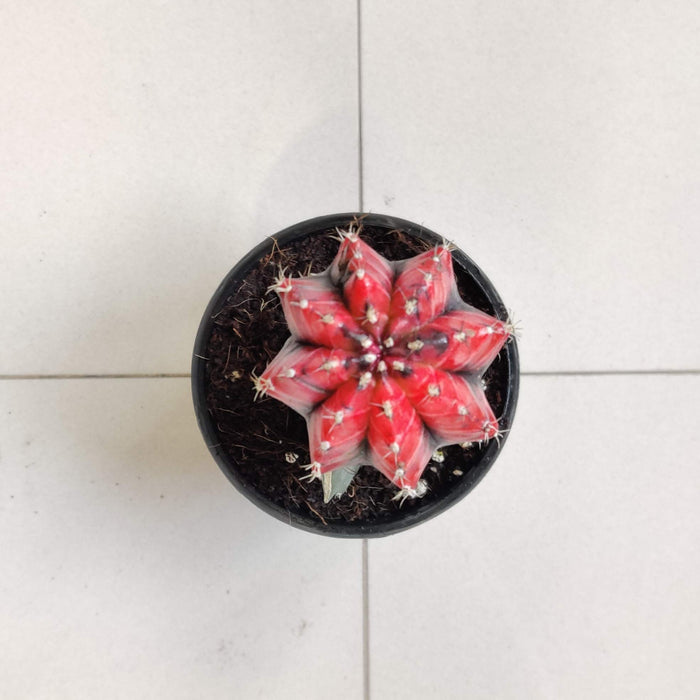 Grafted Red and Black Cactus 8.5 cm pot