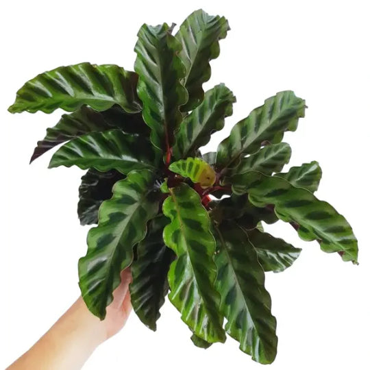 Calathea Gandersii 12 cm pot