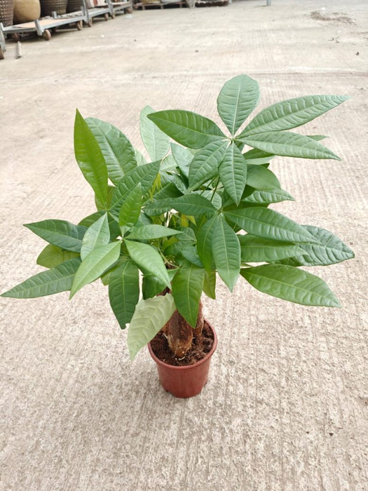 Pachira Money Tree 12 cm pot