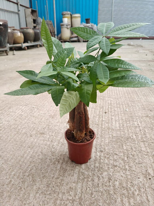 Pachira Money Tree 12 cm pot