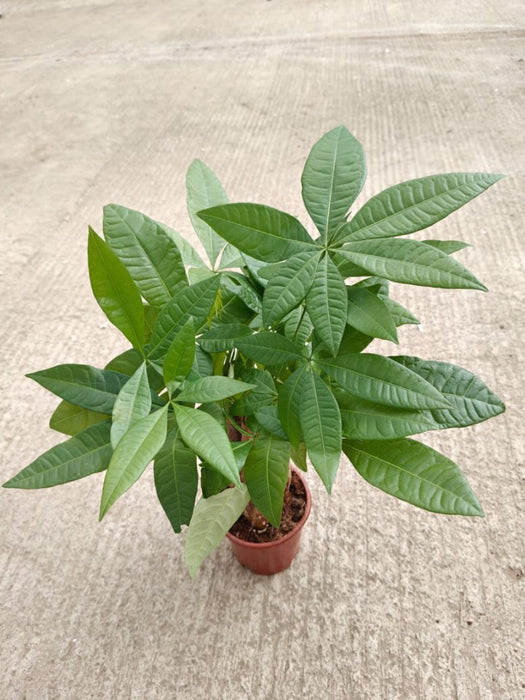 Pachira Money Tree 12 cm pot