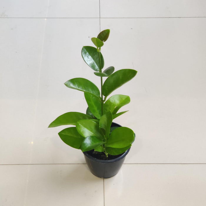 Hoya Silver Varieties Plant  12 Cm Pot