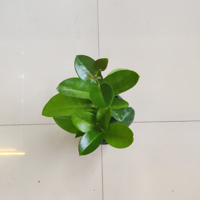 Hoya Silver Varieties Plant  12 Cm Pot