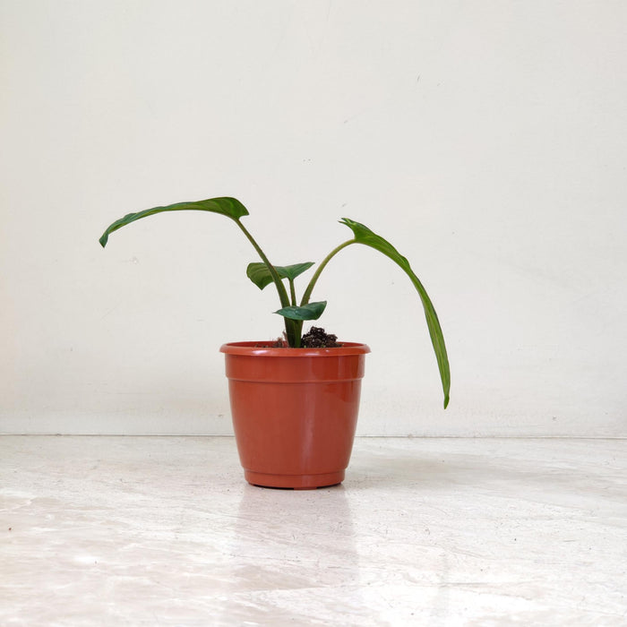 Caladium Xanthosma 10 cm pot