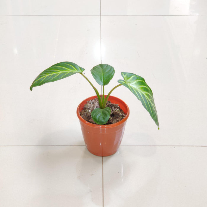 Caladium Xanthosma 10 cm pot
