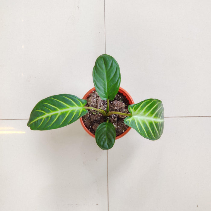 Caladium Xanthosma 10 cm pot