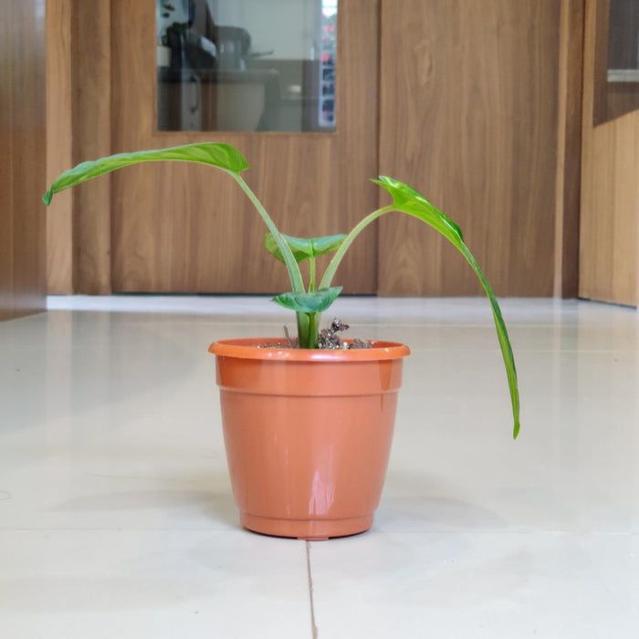 Caladium Xanthosma 10 cm pot