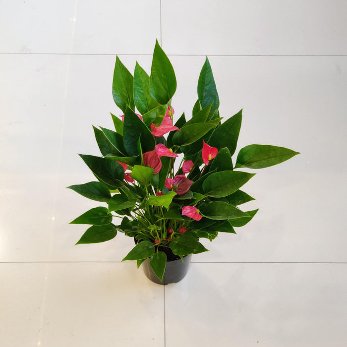 Anthurium Red Plant (Mini) 12 cm pot