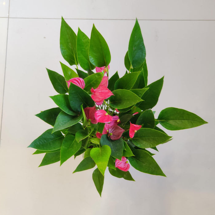 Anthurium Red Plant (Mini) 12 cm pot