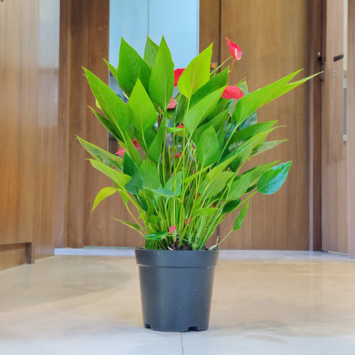 Anthurium Red Plant (Mini) 12 cm pot
