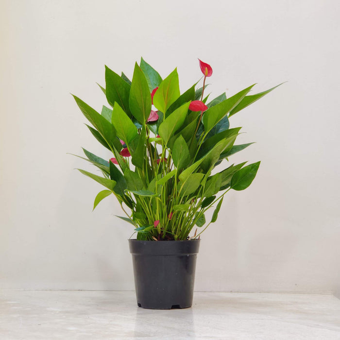 Anthurium Red Plant (Mini) 12 cm pot
