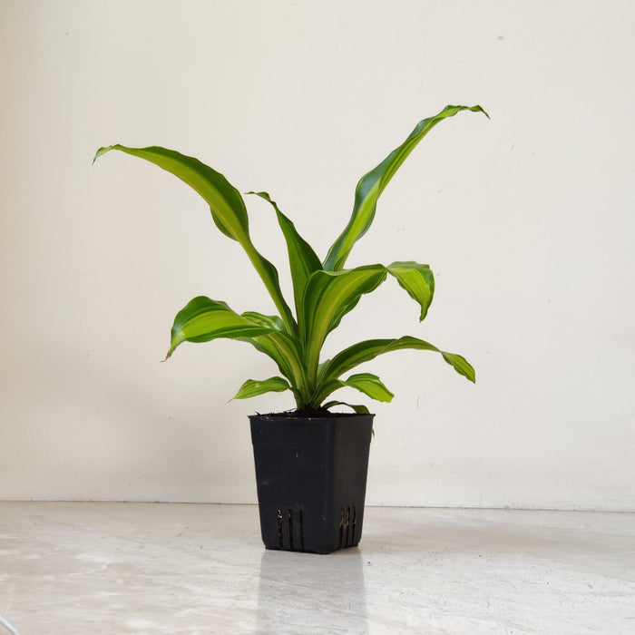 Dracaena Fragans 8.5 cm pot