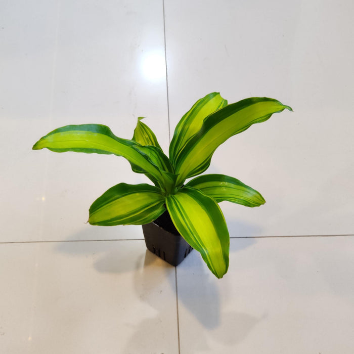 Dracaena Fragans 8.5 cm pot