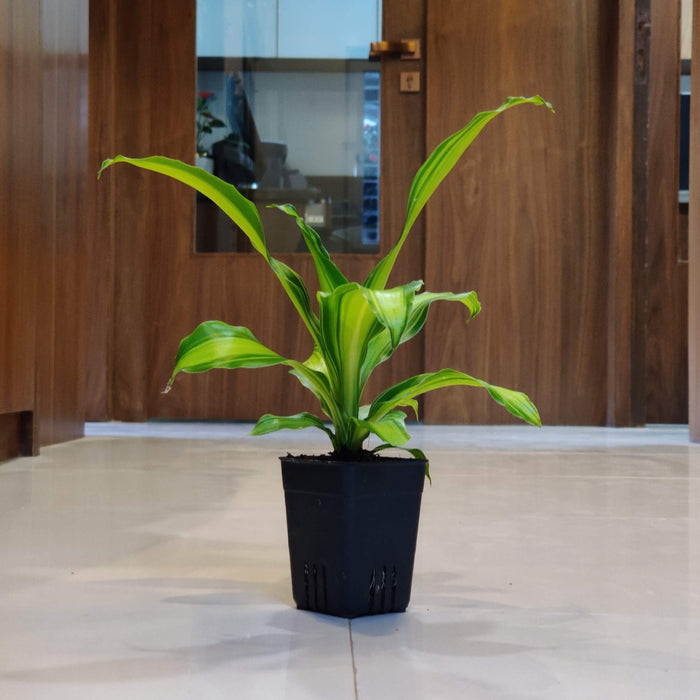 Dracaena Fragans 8.5 cm pot