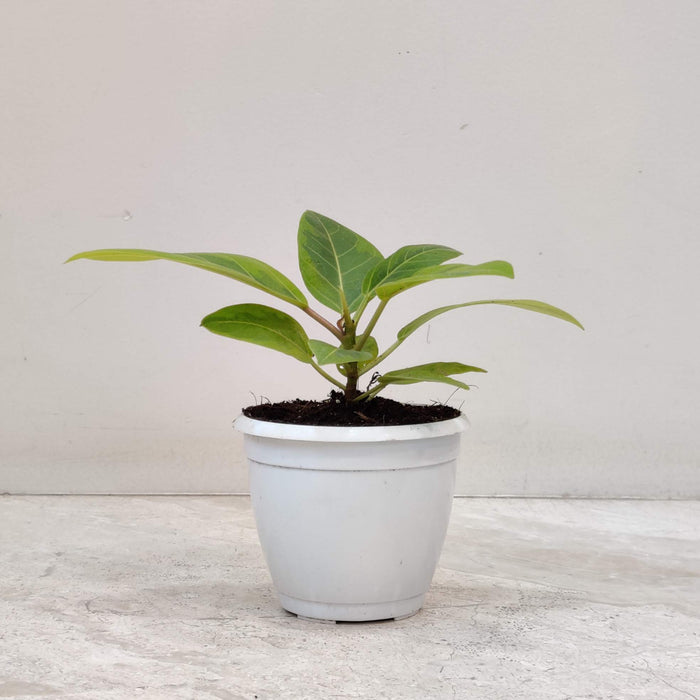 Rubber Verigated 8.5 cm pot