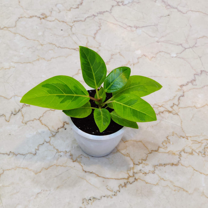 Rubber Verigated 8.5 cm pot