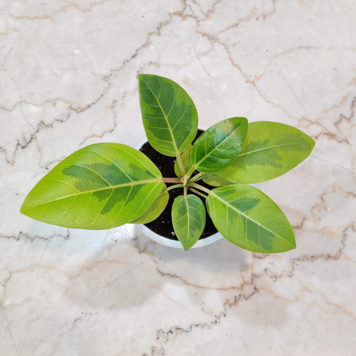 Rubber Verigated 8.5 cm pot
