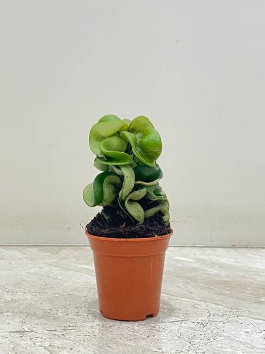 Hoya carnosa 'Compacta' 5.5 cm pot