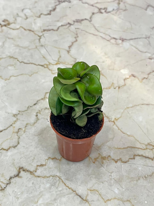 Hoya carnosa 'Compacta' 5.5 cm pot
