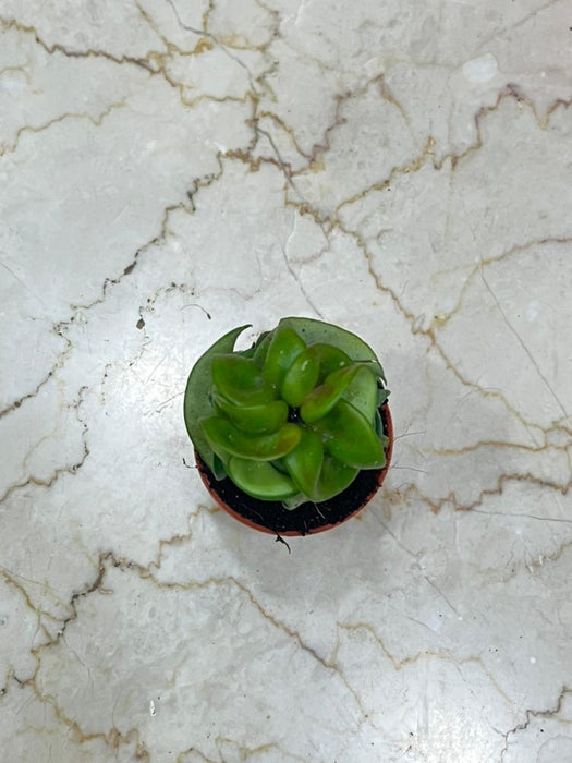Hoya carnosa 'Compacta' 5.5 cm pot