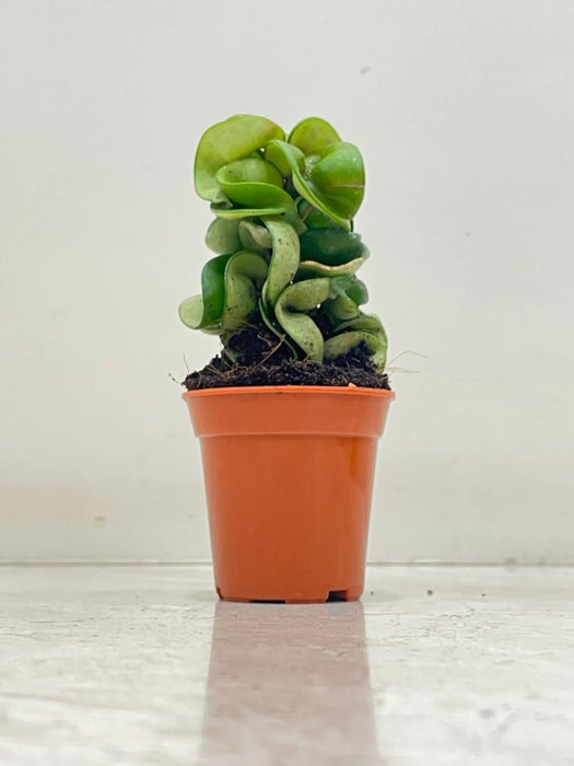 Hoya carnosa 'Compacta' 5.5 cm pot